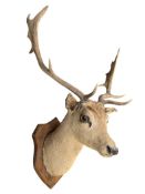 NATURAL HISTORY/TAXIDERMY INTEREST - MOUNTED FALLOW DEER STAG HEAD & ANTLERS