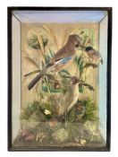 TAXIDERMY INTEREST - CASED DISPLAY OF JAY & WOODPECKER WITH LEWIS HUTTON LABEL