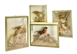 NATURAL HISTORY - FOUR EARLY 20TH CENTURY TAXIDERMY BIRDS, WREN, ROBIN & MORE