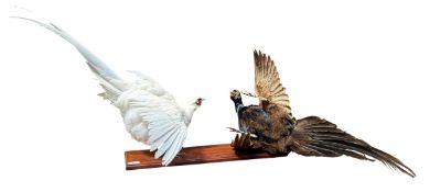 TAXIDERMY INTEREST - DISPLAY OF WHITE & MELANISTIC RINGNECK PHEASANTS FIGHTING