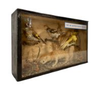 ROGUE / DEFORMED TAXIDERMY - CASED TWO FACED KITTEN WITH BIRDS