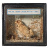 ROGUE / DEFORMED TAXIDERMY - CASED BABY CHICK WITH FOUR LEGS