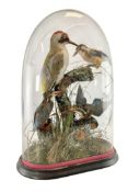 TAXIDERMY INTEREST - VICTORIAN DISPLAY OF KINGFISHER & WOODPECKER IN GLASS DOME