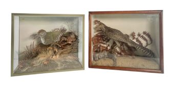 NATURAL HISTORY INTEREST - TWO EARLY 20TH CENTURY CASED TAXIDERMY BIRDS