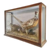 NATURAL HISTORY INTEREST - 19TH CENTURY CASED TAXIDERMY OF PHEASANT & WOODCOCK