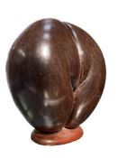 COCO DE MER NUT (LODOICEA MALDIVICA) POLISHED AND MOUNTED