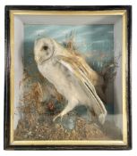 VICTORIAN CIRCA 1870S CASED TAXIDERMY BARN OWL (TYTO ALBA)