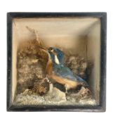 NATURAL HISTORY INTEREST - 19TH CENTURY CASED TAXIDERMY KINGFISHER