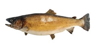 NATURAL HISTORY / TAXIDERMY INTEREST - 1911 CAST BROWN TROUT (SALMO TRUTTA)