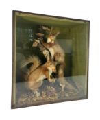 TAXIDERMY HISTORY - VICTORIAN CASED PAIR OF RED EURASIAN SQUIRRELS