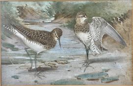 ALLEN WILLIAM SEABY (1867-1953) - WATERCOLOUR PAINTING OF SANDPIPERS