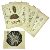 BOTANICAL INTEREST - 18TH/19TH/20TH CENTURY CHROMOLITHOGRAPH PLATES