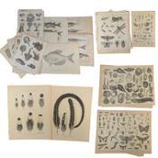 ENCYCLOPEDIA OF LONDINENSIS - 18TH/19TH CENTURY COLLECTION OF PLATES - ZOOLOGY & NATURE