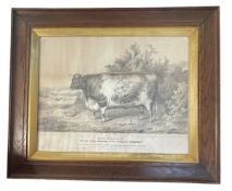 SHORT HORNED STEER 'PRIZE COW' - 19TH CENTURY ENGRAVING