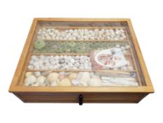 CONCHOLOGY INTEREST SEASHELL COLLECTION