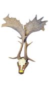 VINTAGE PAIR OF DEER RESIN ANTLERS
