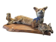 19TH CENTURY VICTORIAN FOX TAXIDERMY