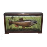 A post 1950 taxidermy study of a chubb in natural river setting labelled caught by D.Chipman at