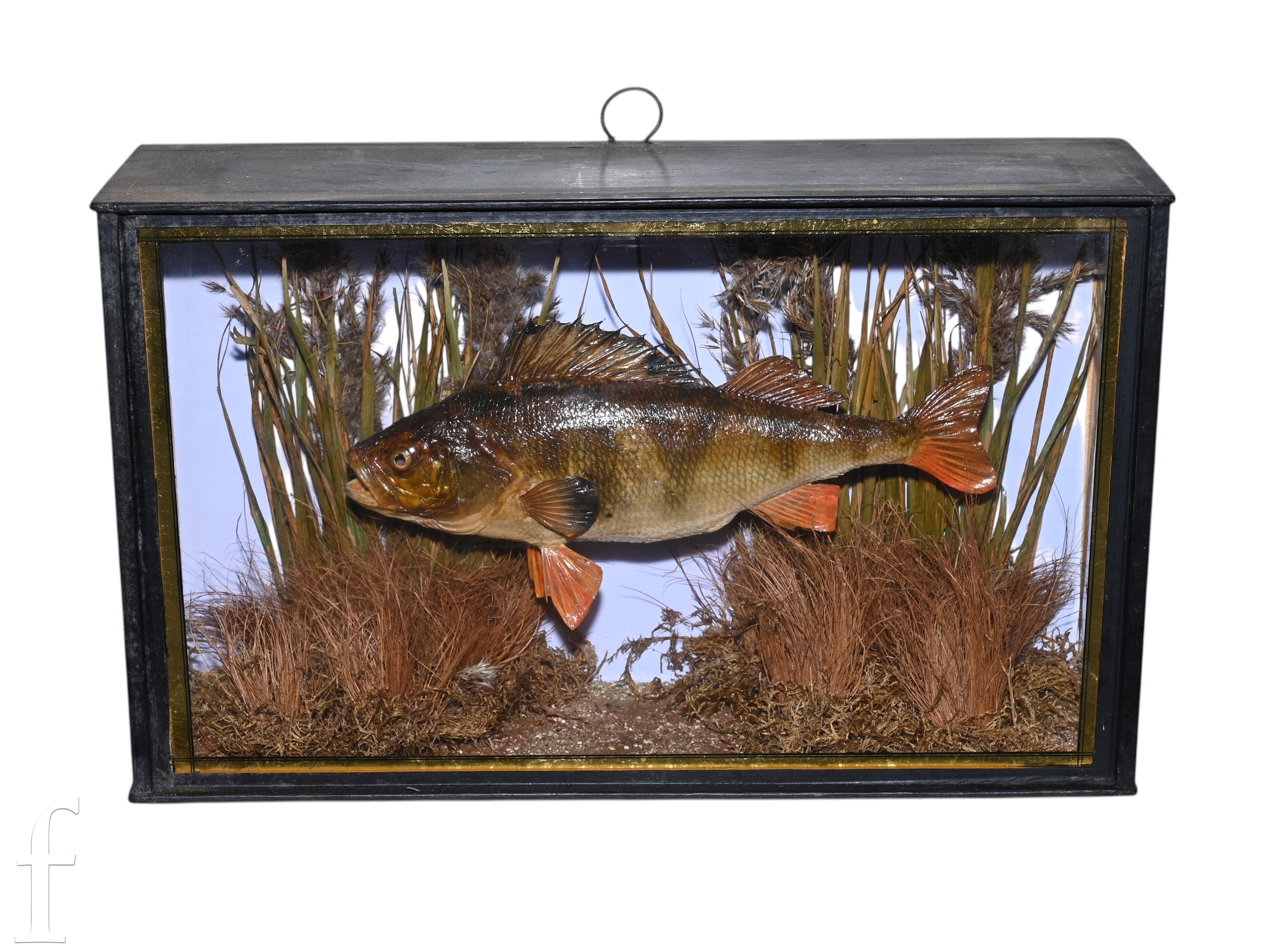 A taxidermy study of a perch in reed and river setting, glazed and cased, 28cm x 46cm.