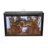 A taxidermy study of a perch in reed and river setting, glazed and cased, 28cm x 46cm.