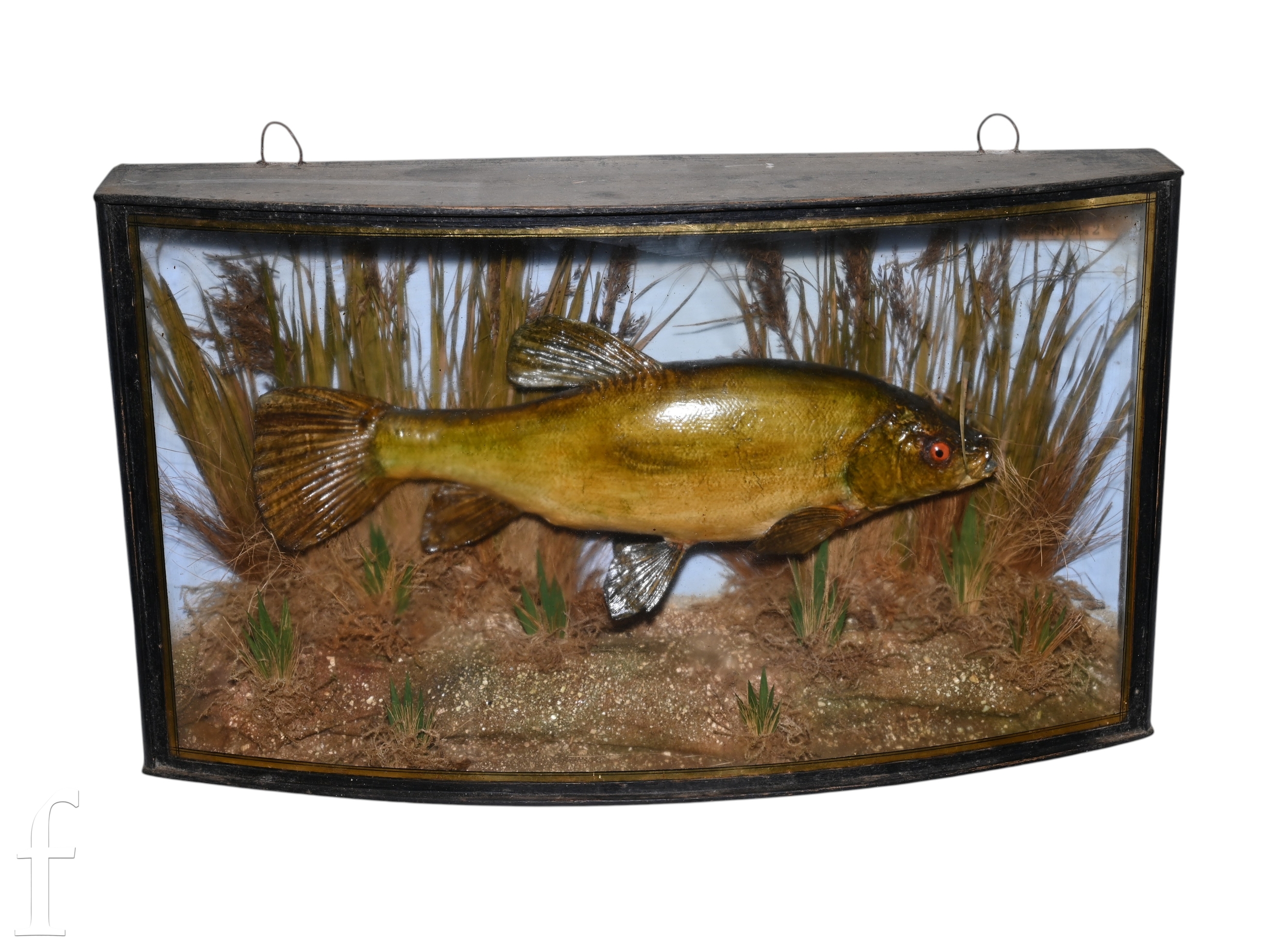 An early 20th Century taxidermy study of a tench in natural river setting amidst reeds, caught by