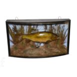 An early 20th Century taxidermy study of a tench in natural river setting amidst reeds, caught by