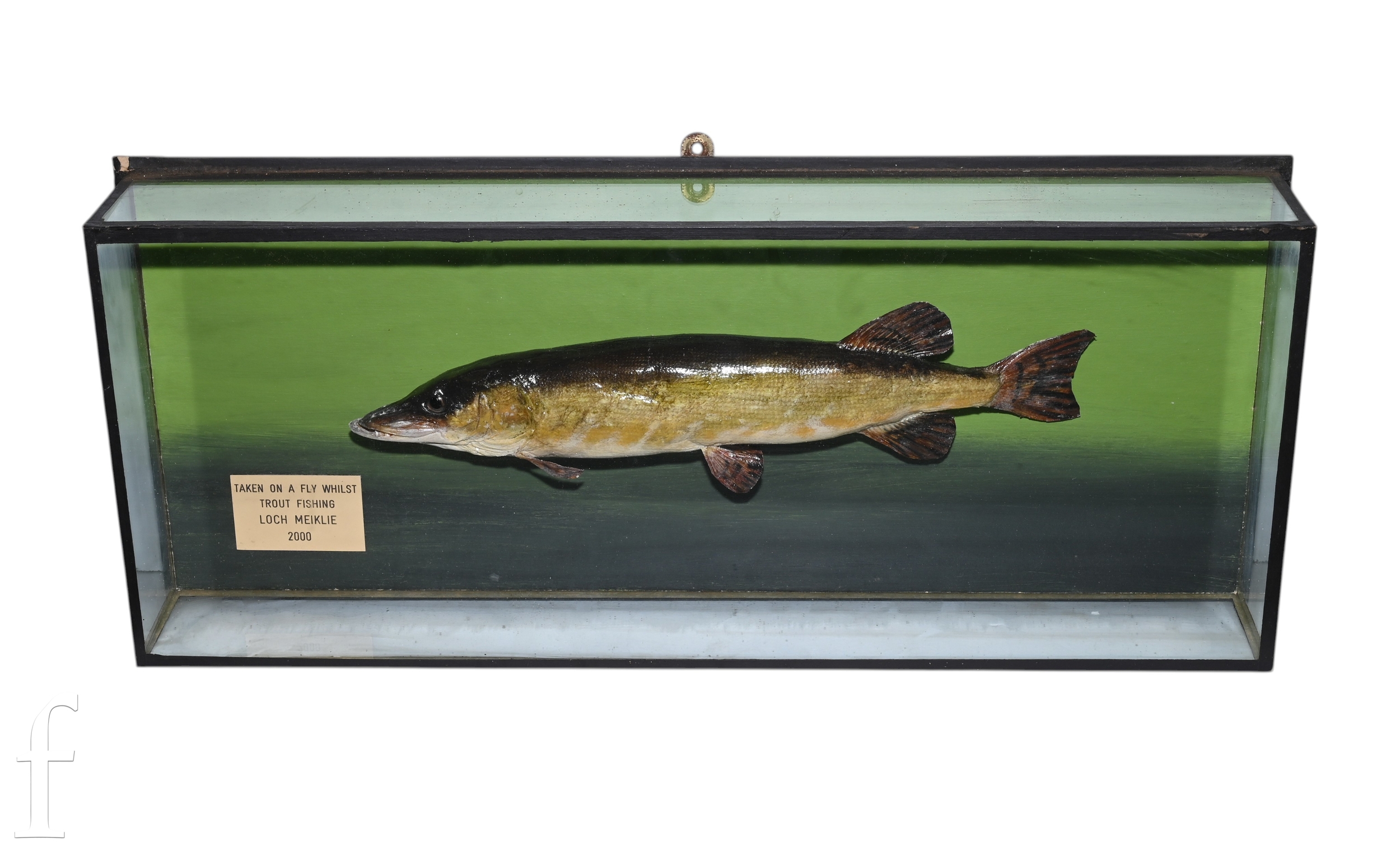 A taxidermy study of a juvenile Jack Pike in river setting labelled 'Taken on a fly whilst trout