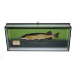 A taxidermy study of a juvenile Jack Pike in river setting labelled 'Taken on a fly whilst trout