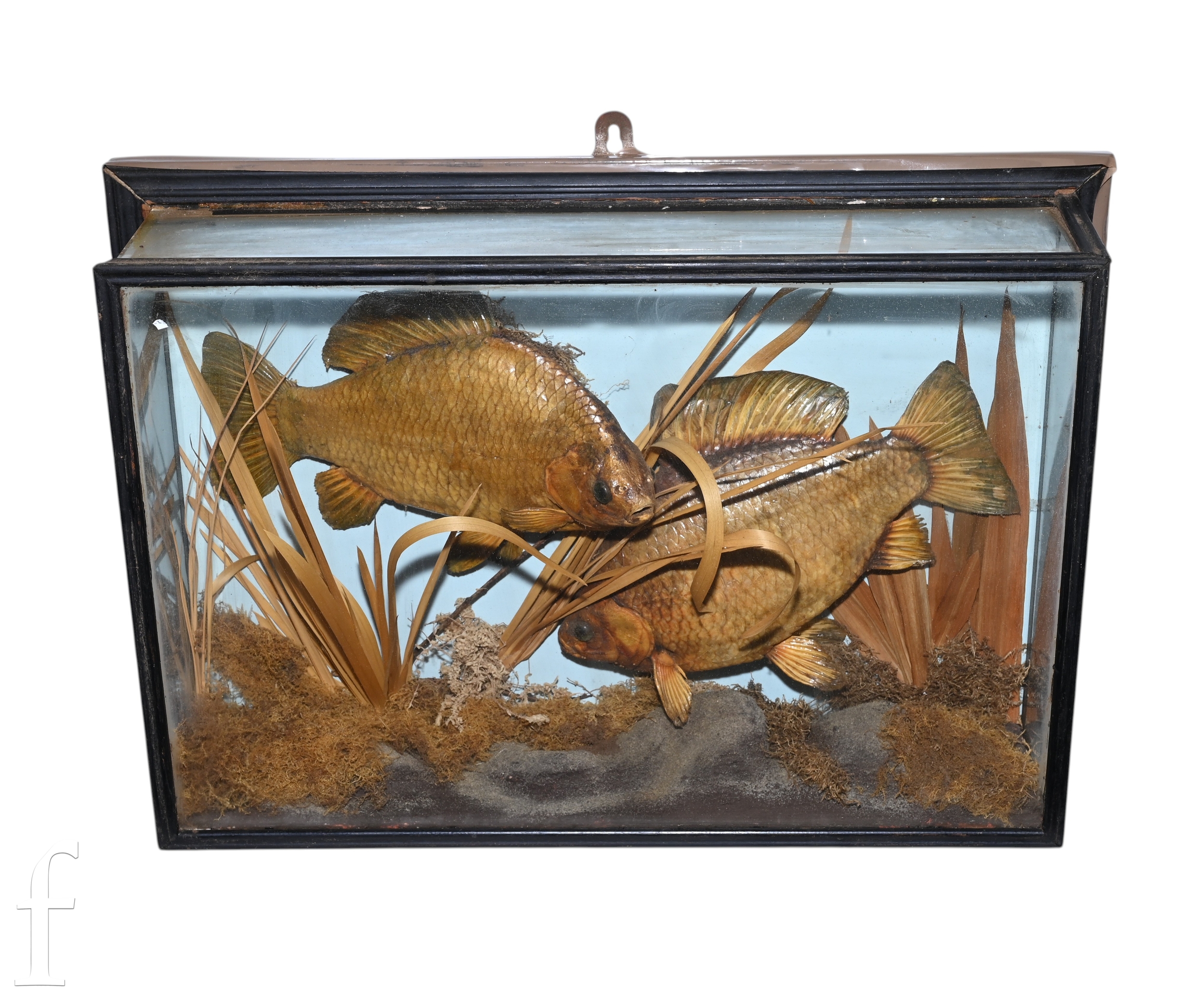A 20th Century taxidermy study of two Crucian carp swimming in natural reed setting, glazed and