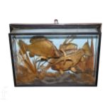 A 20th Century taxidermy study of two Crucian carp swimming in natural reed setting, glazed and