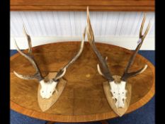 Pair of Mounted Antlers, on a wooden shield shaped back. Measure approx 26'' long.