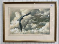 Adrian Rigby 'Peregrine Falcon In Flight' Watercolour, mounted, framed and glazed, image measures