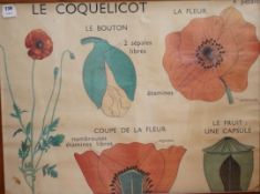 A French educational and botanical interest lithographic poster, 'Le Cocquelicot', 59 x 79cm