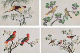 Chinese School (Guangzhou (Canton), 19th century)Exotic birds in treesfour watercolours on pith
