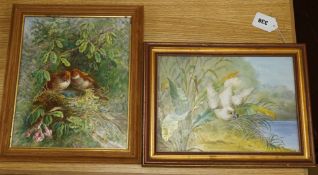 Two Victorian rectangular porcelain plaques painted with a Parakeet and songbirds, one signed