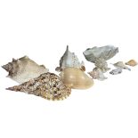 A collection of seashells, including a large Tridacna clam shell, conch and murex shells, largest