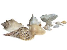 A collection of seashells, including a large Tridacna clam shell, conch and murex shells, largest