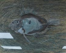 Spencer Roberts (1920-1997), John Dory fish and shrimps, signed and dated ‘54, mid century pastel