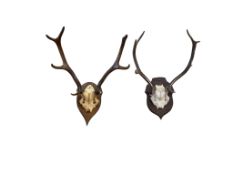 Two mounted deer skulls with antlers