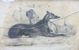 E Fox, 19th century study of greyhounds, initialled, pencil, 14 x 23cm