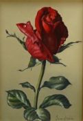 James Noble (1919-1989), ‘Josephine Bruce’, still life of a rose, signed, ex. Stacy-Marks,