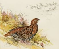 Ian Bowles (1947-2018), Grouse in heather, signed, watercolour, with pencil sketch to the upper