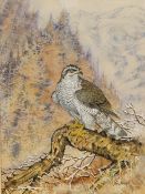 Ian Bowles (1947-2018), Goshawk on a branch, signed, watercolour heightened with white, 46 x 34cm