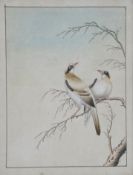Indian school (Early 19th century)Two Grey Hypocolius birdspen, wash and gouache, 38cm x 30cm