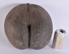A LARGE COCO DE MER NUT. 26 cm x 24 cm.