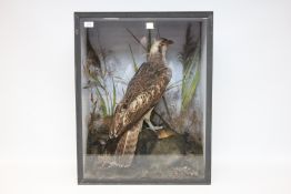A C19TH GLAZED CASED TAXIDERMY STUDY OF AN OSPREY IN A NATURALISTIC SETTING, W 56 X H 71 X D 27CM.
