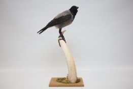 A TAXIDERMY STUDY OF A HOODED CROW MOUNTED ON A HORN, H 59CM.