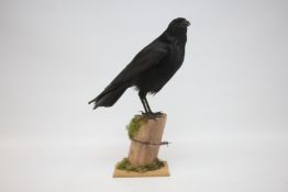 A TAXIDERMY STUDY OF A CARRION CROW MOUNTED ON A TREE STUMP, H 45CM.