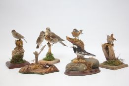 A GROUP OF 6 MOUNTED TAXIDERMY STUDIES TO INCLUDE A PIED WAGTAIL, FEMALE BLACKCAP, WREN, BRAMBLING,