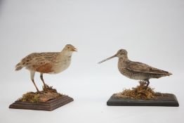 TWO MOUNTED TAXIDERMY STUDIES TO INCLUDE A CORNCRAKE & COMMON SNIPE.